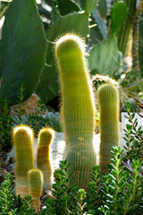 variety of cactus in a greenhouse