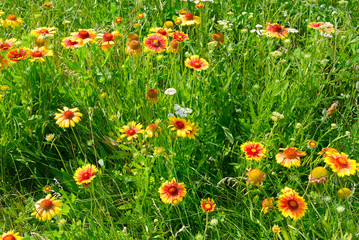 Beautiful yellow flowers on the lawn