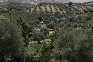 Olives plantations on the slopes of Crete