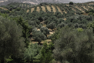 Fototapeta premium Olives plantations on the slopes of Crete