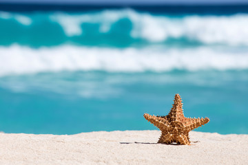 Starfish on caribbean sandy beach