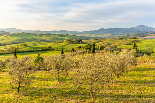 Olive trees in an agricultural landscape in Tuscany, Italy