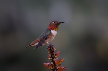 Male Allen's Hummingbird
