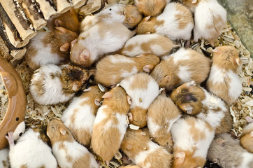 Hamsters