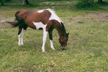 Horse grazing in field.