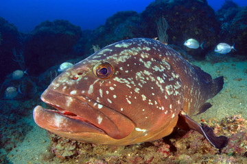 Mero en las islas Medes