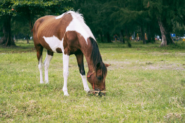 Obraz premium Wypas koni w polu.