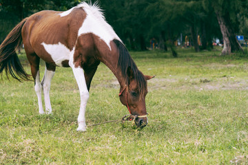 Obraz premium Horse grazing in field.