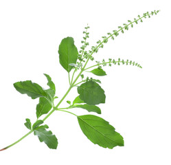 Naklejka premium Holy Basil ,Ocimum sanctum isolate on white