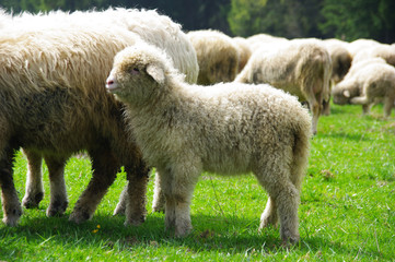 Sheep on a mountain pasture