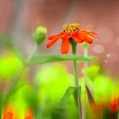 Stand Out