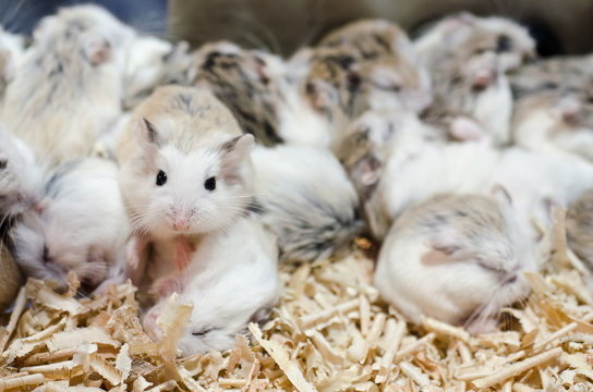 Hamsters sleep but have one wake up