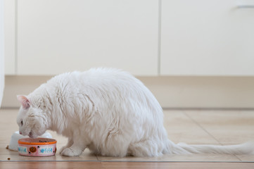 Cat eating from the bowl. White cat at home is eating cat's food.