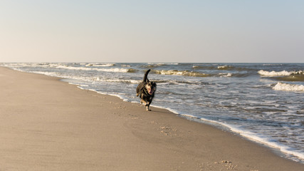 Happy mongrel dog running along empty Baltic beach in Gdansk, Poland.