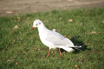 mouette
