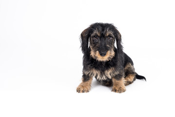 miniature wirehaired dachshund puppy | saufarbener Rauhaar Zwergteckel Welpe | Dackel Welpe