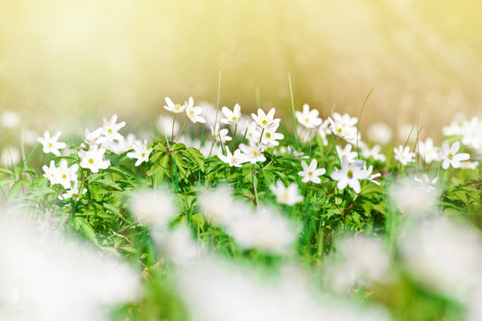 Anemone sylvestris in spring forest