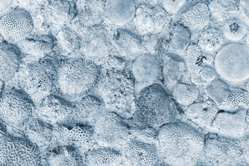 Seashell imprints background