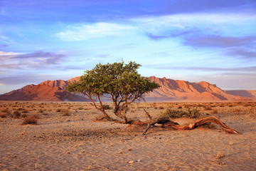 Tree at sunset in Namibian desert