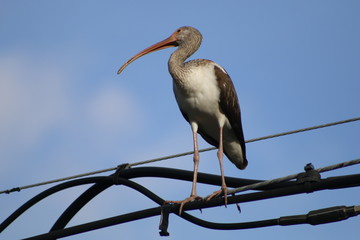 Crane bird on the electrical wire