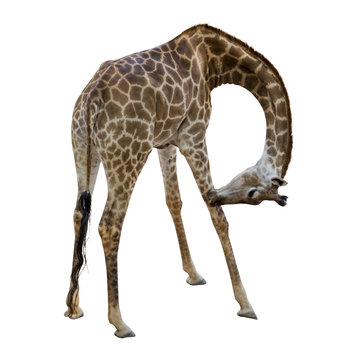 giraffes isolate on white