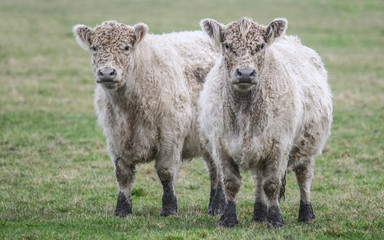 Fototapeta premium Two Cows