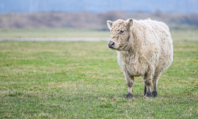 Fototapeta premium Cow in a field