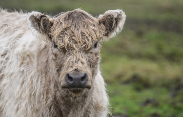 Cow