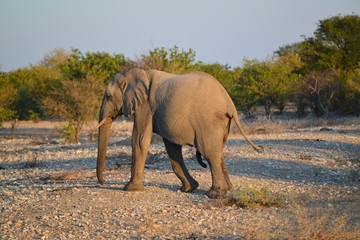 Elefantenbulle  in der SteppeDSC_1121.JPG