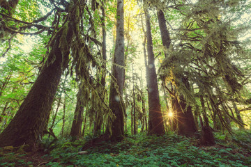 Obraz premium Rain forest