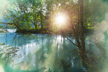 Fototapeta premium River in the forest