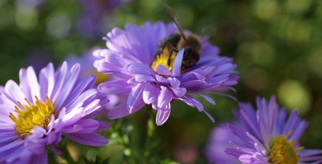 Biene sammelt Nektar © BabettsBildergalerie