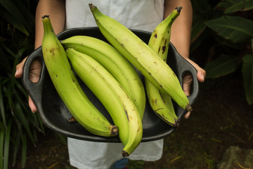  hands holding  cook bananas - regional tropical fruits in a try © goldnetz