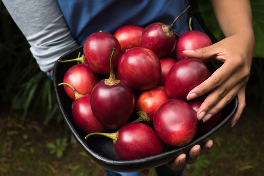 close up of hands - woman holding tamarillo fruits - tropical fruits