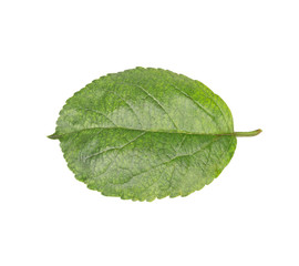 plum leaf
