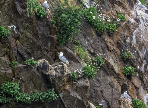 Rocks in the Pacific Ocean where birds nest at the entrance to the bay Avachinskayay - Kamchatka, Russia