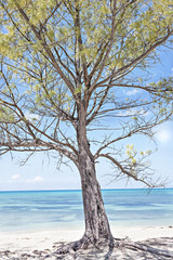 Tree with bloomed yellow leaves isolated near the sea