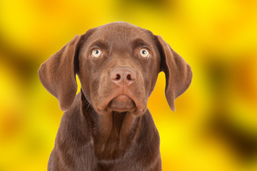 Labrador Portrait mit gelbem Hintergrund