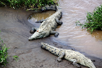 Crocodiles