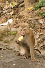 hungry monkey sitting eating a yellow fruit