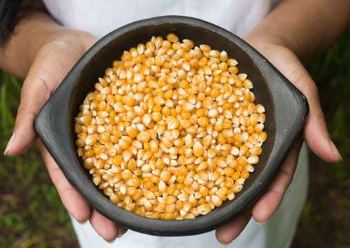 hands holding a bowl with maize