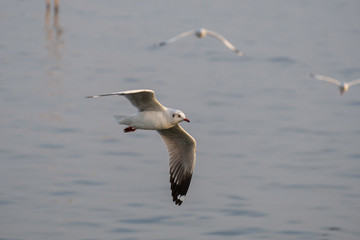 Fototapeta na wymiar White seagull flying.