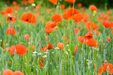 Mohn