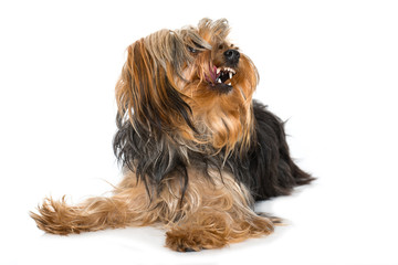 Kleiner Hund zeigt Zähne