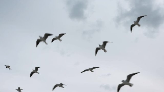 Seagulls flying in the sky in winter, view from below
