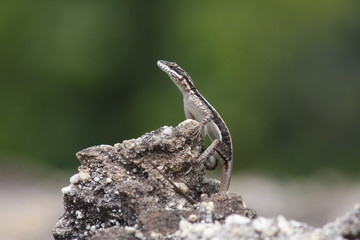 Lizard - Serra da Capivara
