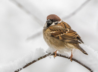 Tree sparrow