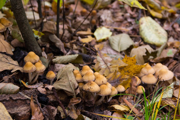 mushroom in yellow autumn leaves