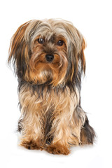 Sitzender Yorkshire Terrier