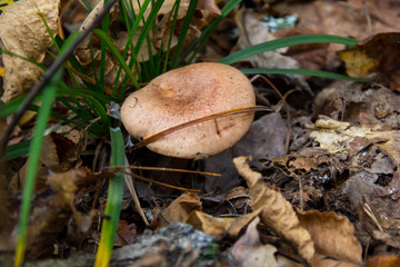 mushroom in yellow autumn leaves
